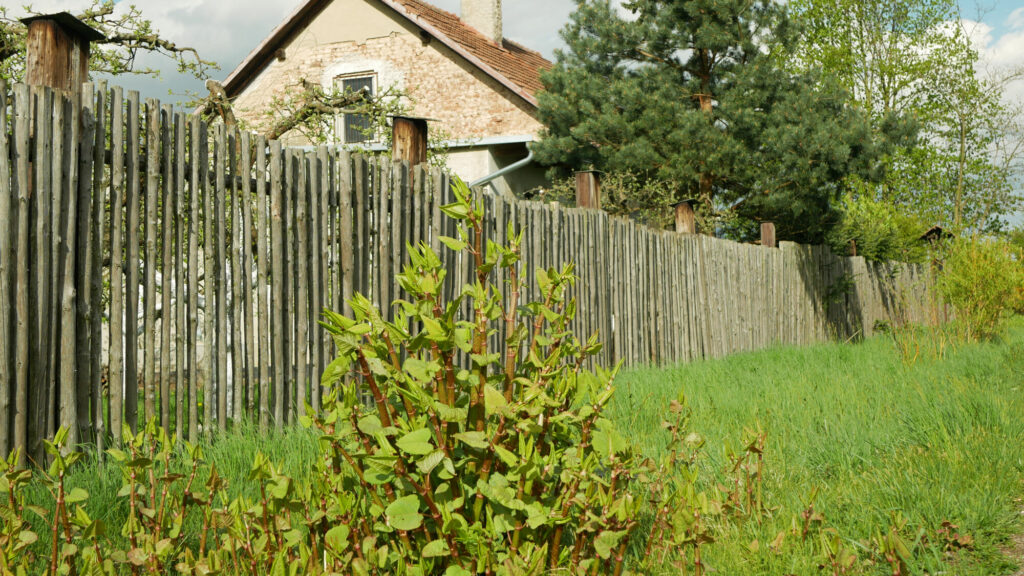 Japanese Knotweed – Less Trouble Than We Thought